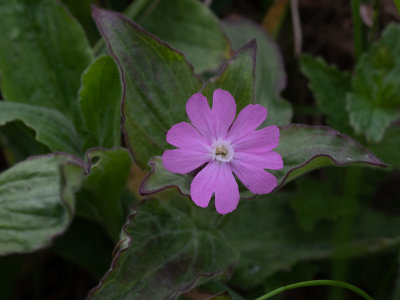 Dagkoekoeksbloem / Silene dioica