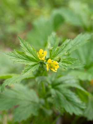 Groot nagelkruid / Geum macrophyllum