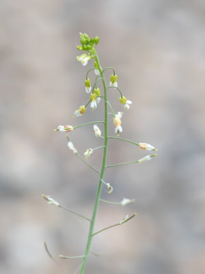 Zandraket / Arabidopsis thaliana