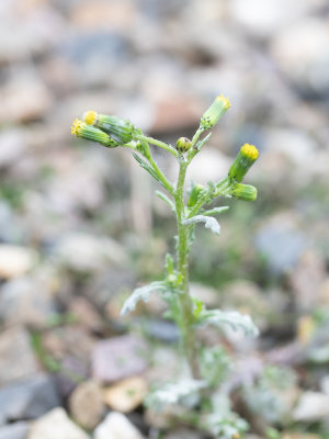 Klein kruiskruid / Senecio vulgaris