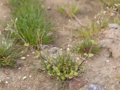Kluwenhoornbloem / Cerastium glomeratum