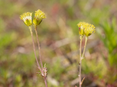 Klein hoefblad  / Tussilago farfara