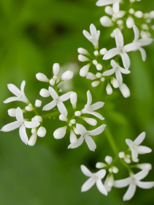 Lievevrouwebedstro / Galium odoratum