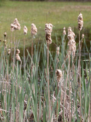 Grote lisdodde / Typha latifolia