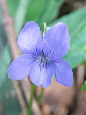 Viooltjesfamilie / Violaceae