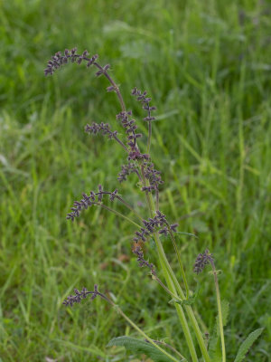 Veldsalie / Salvia pratensis