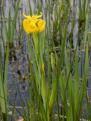 Gele lis \ Iris pseudacorus