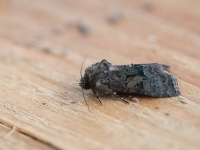 Donker halmuiltje / Tawny Marbled Minor / Oligia latruncula