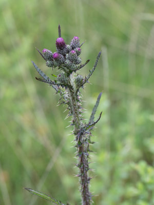 Kale jonker / Cirsium palustre