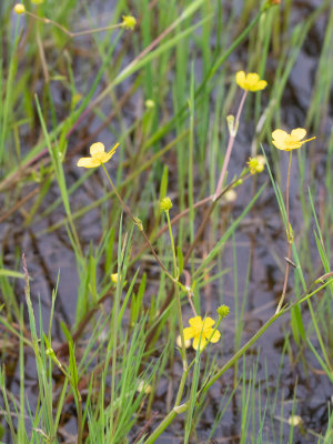 Egelboterbloem / Ranunculus flammula