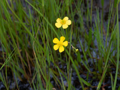 Egelboterbloem / Ranunculus flammula