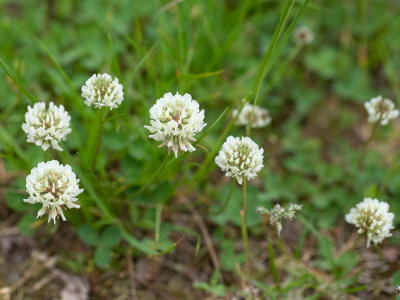 Witte klaver / Trifolium repens
