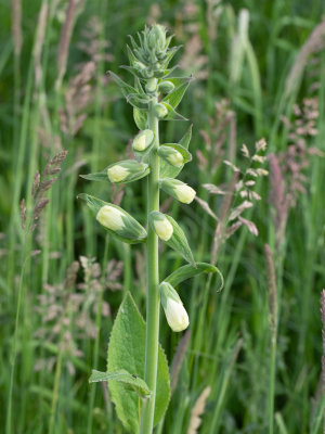 Vingerhoedskruid / Digitalis purpurea