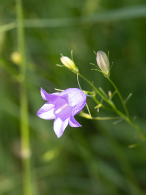 Grasklokje / Campanula rotundifolia