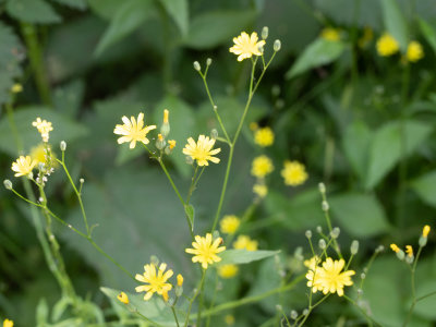Akkerkool / Lapsana communis