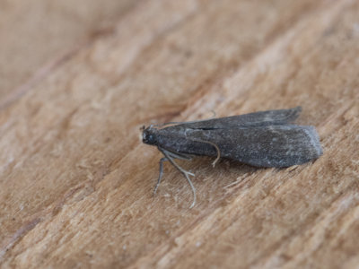 geelpalpmot / Eccopisa effractella  