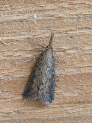 Rietsnuitmot / Schoenobius gigantella