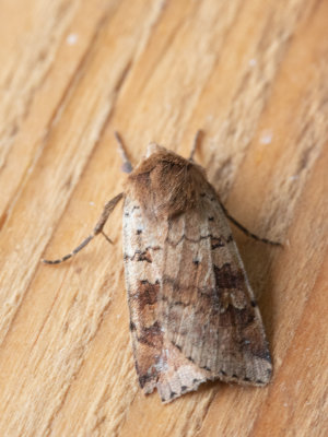 Variabele breedvleugeluil / Diarsia mendica