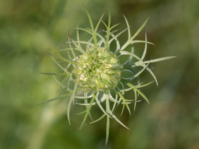 Peen / Daucus carota