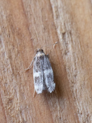 Witte dominomot / Oegoconia deauratella 