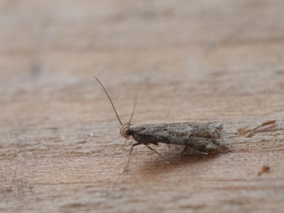 Puntvleugelpalpmot / Brachmia blandella 