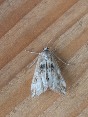 Kroosvlindertje / Small China-mark / Cataclysta lemnata 