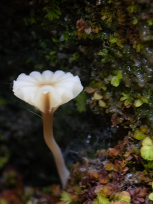 Lichenomphalia umbellifera / Gewoon veentrechtertje 