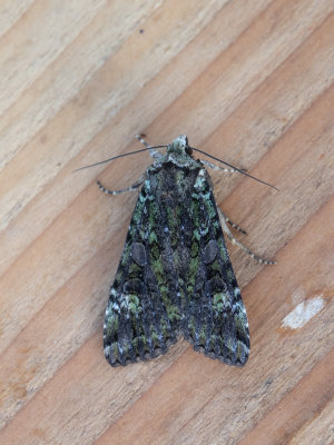 Bruine groenuil / Anaplectoides prasina