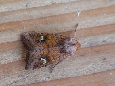 Geelbruine vlekuil / Saltern Ear Moth / Amphipoea fucosa