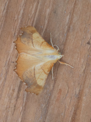 Essenspanner / Dusky Thorn / Ennomos fuscantaria