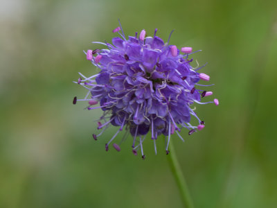 Blauwe knoop / Succisa pratensis