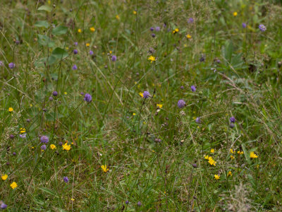 Blauwe knoop / Succisa pratensis