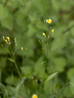 Akkerkool / Lapsana communis