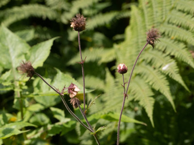 Knikkend nagelkruid / Water Avens / Geum rivale