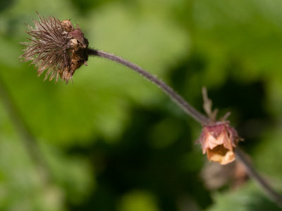 Knikkend nagelkruid / Water Avens / Geum rivale