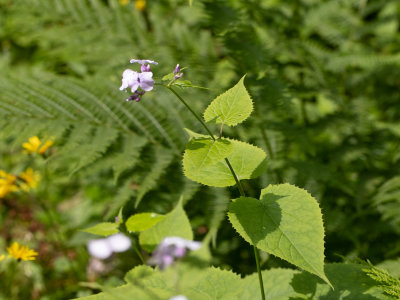 Wilde judaspenning / Lunaria rediviva