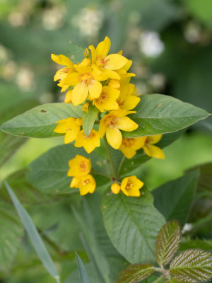Sleutelbloemfamilie / Primrose family / Primulaceae