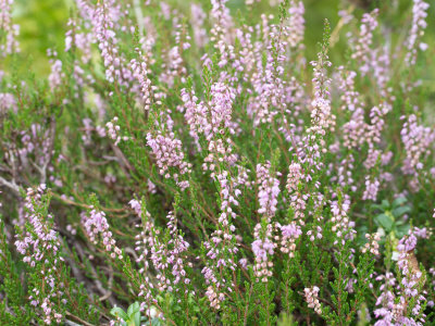 Struikhei / Common Heather / Calluna vulgaris
