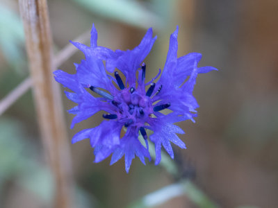 Korenbloem / Centaurea cyanus