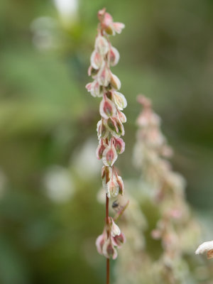 Heggenduizendknoop / Fallopia dumetorum