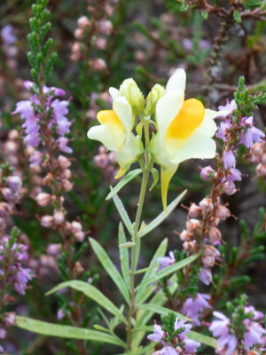 Vlasbekje / Linaria vulgaris