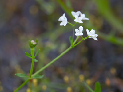 Moeraswalstro / Galium palustre