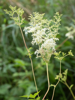 Moerasspirea / Filipendula ulmaria