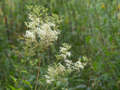 Moerasspirea / Filipendula ulmaria