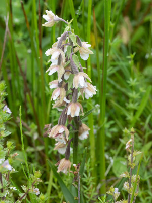 Epipactis palustris / Moeraswespenorchis / Marsh helleborine