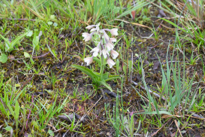 Epipactis palustris / Moeraswespenorchis / Marsh helleborine