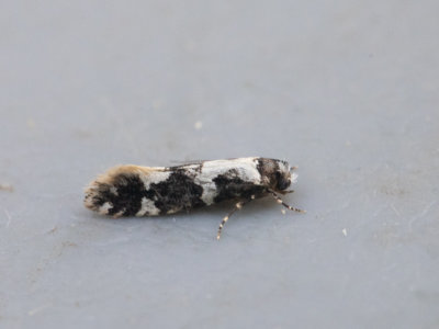 Gordelpalpmot / Lesser Budmoth / Recurvaria leucatella