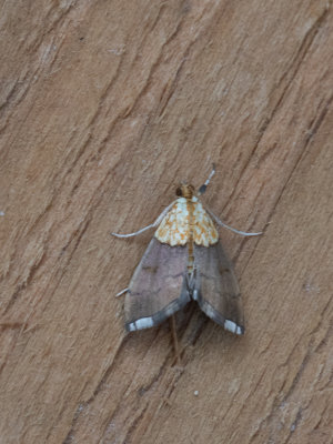 Haagbeukmot / Agrotera nemoralis