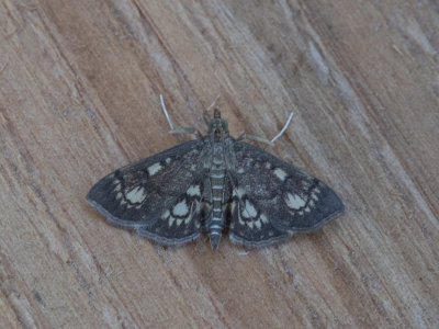 Bonte coronamot / Anania stachydalis