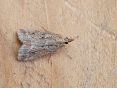 Moerasgranietmot / Eudonia pallida